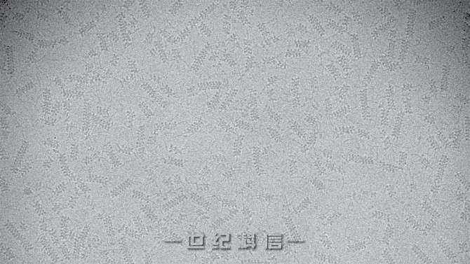 TnsC 细丝的低温电子显微镜图像