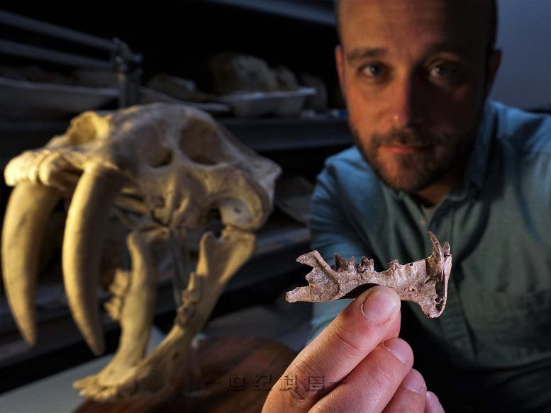 Ashley Poust Diegoaelurus 化石