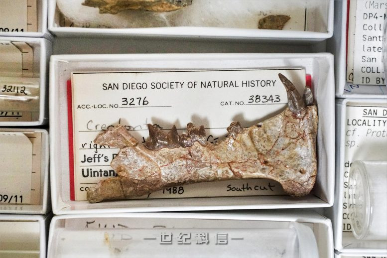 Diegoaelurus 颚骨化石