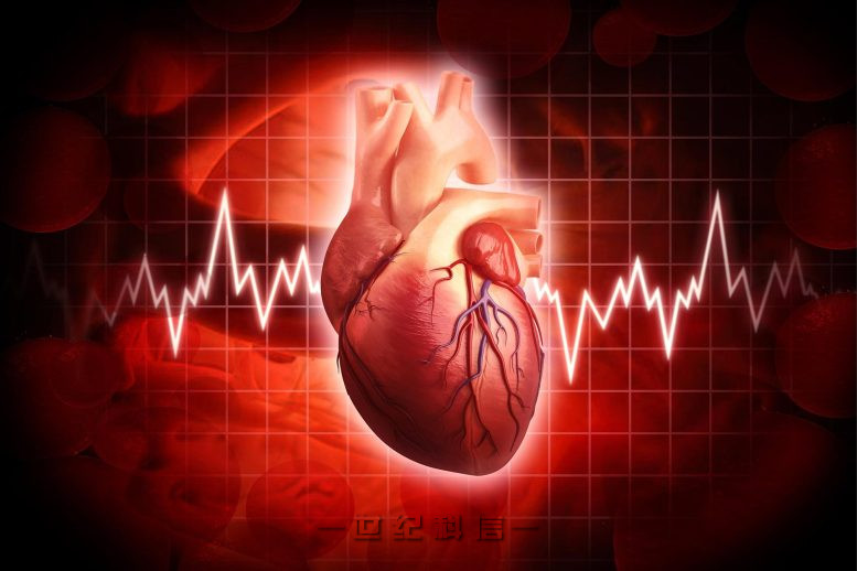 人类心脏心脏病学概念