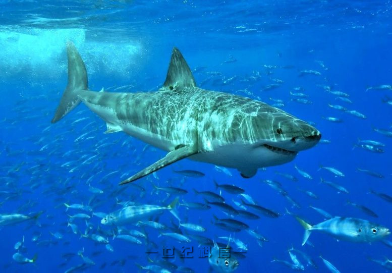 大白鲨巨齿鲨近亲