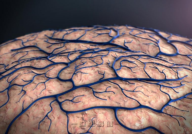 脑毛细血管图