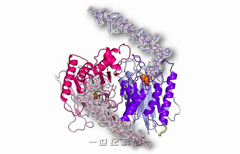 Taspase1 3D模型